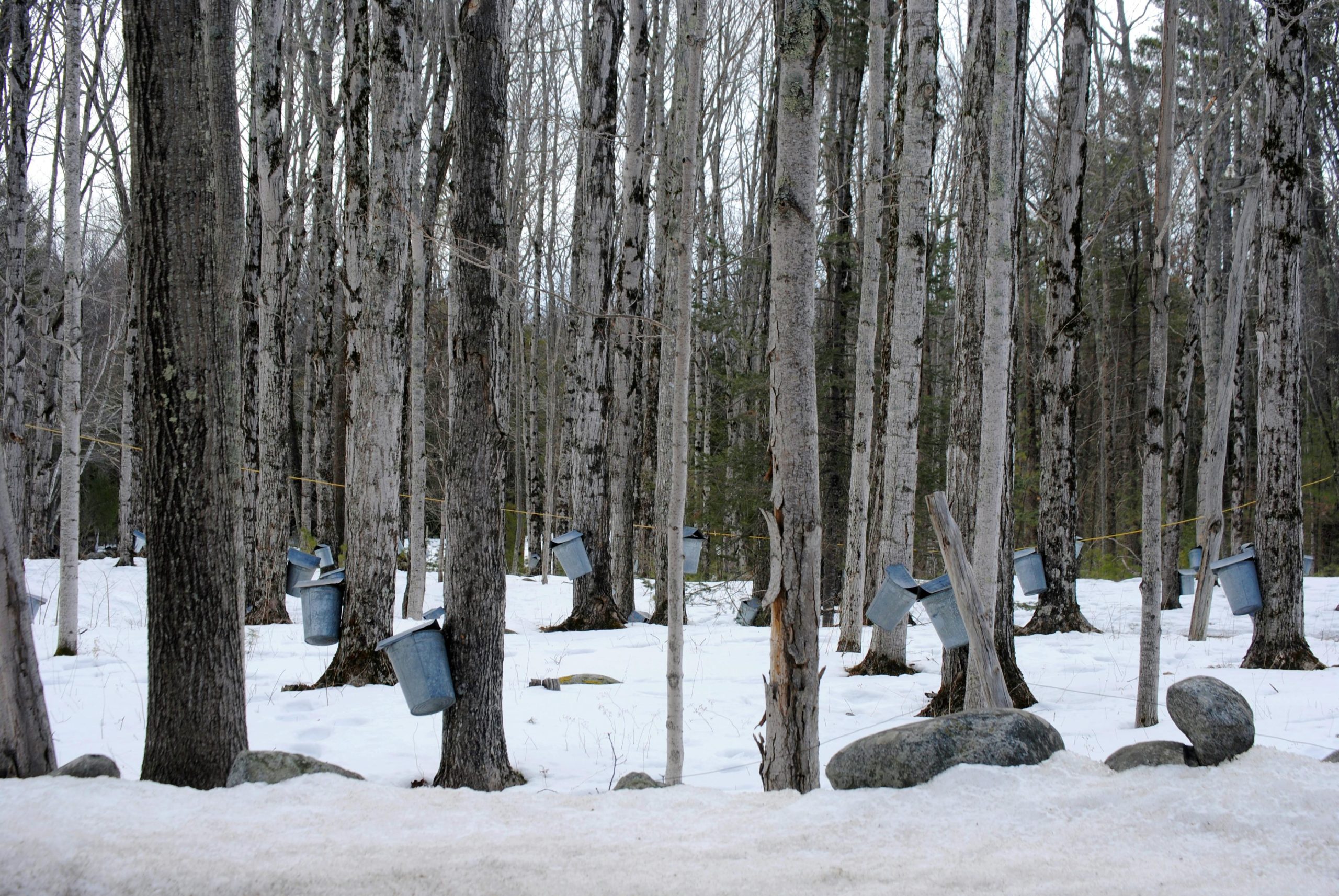 Maple forest with buckets attached to trees in winter